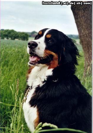 Berner Sennenhund Hunde Foto 6298 Berner Sennenhund Das ist Bienchen