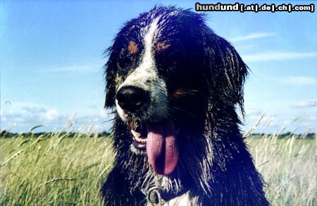 Berner Sennenhund Hunde Foto 6316 Berner Sennenhund Bienchens Badeurlaub
