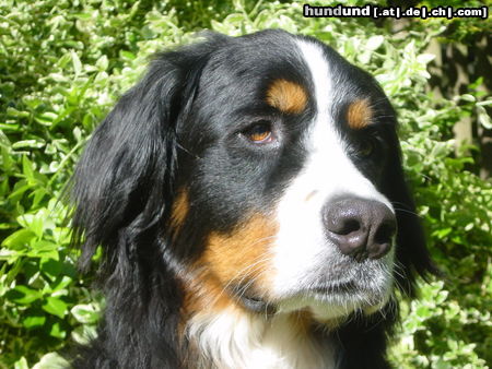 Berner Sennenhund Hunde Foto 25258 Berner Sennenhund Das ist meine süsse Biene