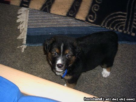 Berner Sennenhund Hunde Foto 17880 Berner Sennenhund Unser Kleiner Bernersenner Rocky mit 7 wochen