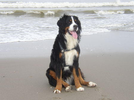 Berner Sennenhund Hunde Foto 26946 Berner Sennenhund Miro im Urlaub