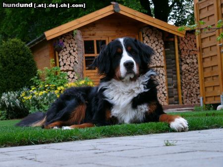 Berner Sennenhund Hunde Foto 16120 Berner Sennenhund