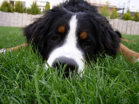 Berner Sennenhund Hunde Foto 26947 Berner Sennenhund kuckuck