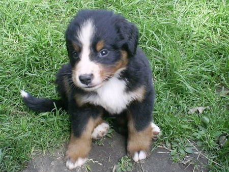 Berner Sennenhund Hunde Foto 39594 Berner Sennenhund