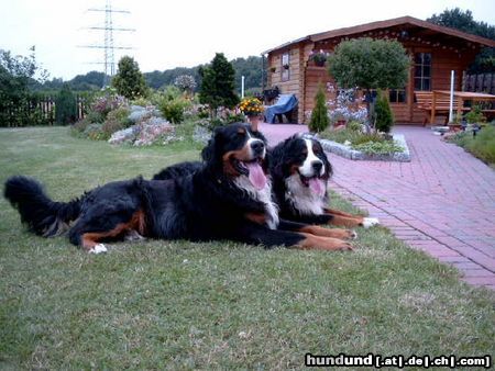 Berner Sennenhund Hunde Foto 4640 Berner Sennenhund Joe(20 Monate) und Max(3 Jahre) alt