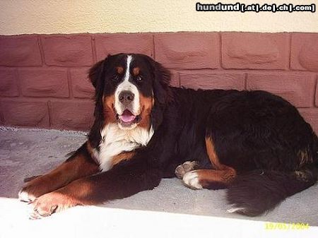 Berner Sennenhund Hunde Foto 23046 Berner Sennenhund Berner vom Talhof