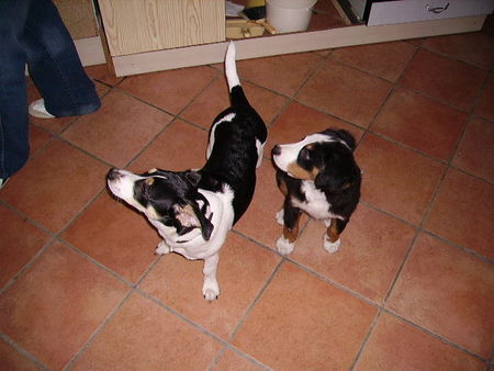 Berner Sennenhund Hunde Foto 40449 Berner Sennenhund noch kleiner Sam mit seinem kleinem kumpel der momentan noch größer ist wie er aber nicht mehr lange