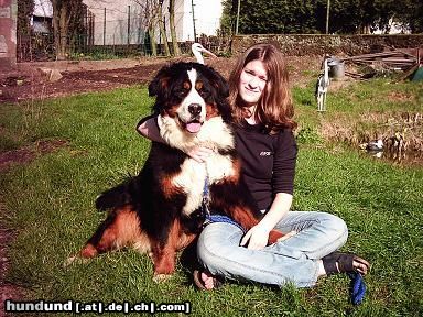 Berner Sennenhund Hunde Foto 23048 Berner Sennenhund Berner vom Talhof