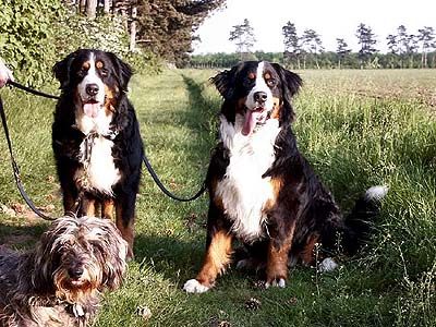 Berner Sennenhund Hunde Foto 1045 Berner Sennenhund Bonni v. Ameisberg Hexe-Ambra v. Ameisberg u. Zenta v. Münichstal