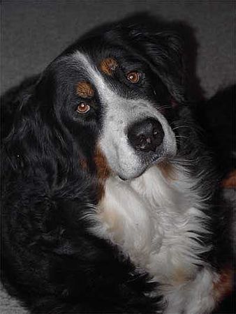 Berner Sennenhund Hunde Foto 1588 Berner Sennenhund Bonni Und Ambra