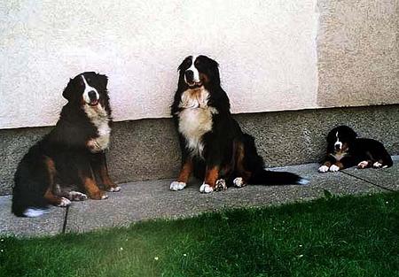 Berner Sennenhund Hunde Foto 741 Berner Sennenhund Angelo & Bonita