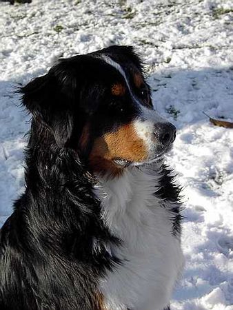 Berner Sennenhund Hunde Foto 1586 Berner Sennenhund Bonnita