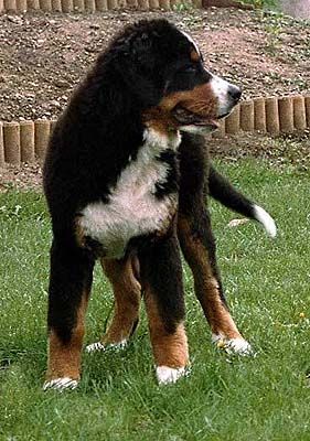 Berner Sennenhund Hunde Foto 1047 Berner Sennenhund Bonnita z Mokrovous
