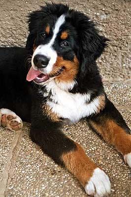 Berner Sennenhund Hunde Foto 1049 Berner Sennenhund Bonnita z Mokrovous
