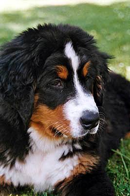 Berner Sennenhund Bonnita