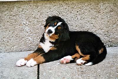 Berner Sennenhund Bonnita