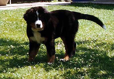 Berner Sennenhund Bonnita