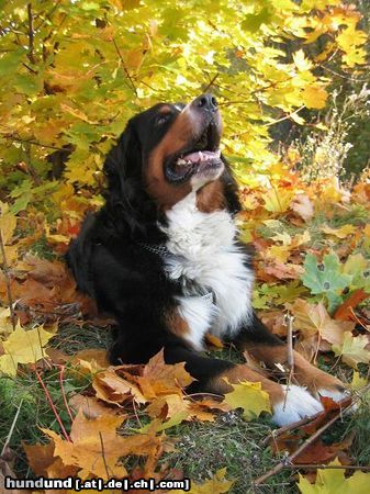 Berner Sennenhund Hunde Foto 6773 Berner Sennenhund Borys