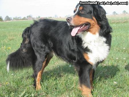 Berner Sennenhund Hunde Foto 4677 Berner Sennenhund Borys Bernitus