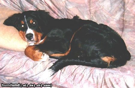 Berner Sennenhund Hunde Foto 23991 Berner Sennenhund Bruno mit 6 Monaten