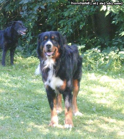 Berner Sennenhund Hunde Foto 23992 in höherer Auflösung ansehen Berner Sennenhund Bruno mit 14 Monaten