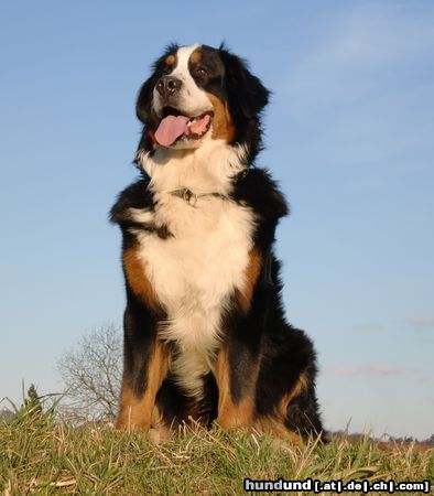 Berner Sennenhund Aslan vom Wiedenfelsen