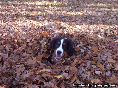 Berner Sennenhund Hunde Foto 26378 in höherer Auflösung ansehen Berner Sennenhund Kayo 6 Monate alt