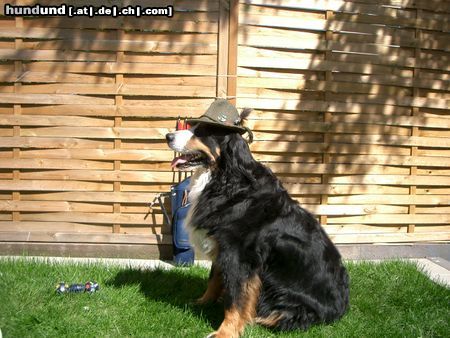 Berner Sennenhund Hunde Foto 10802 Berner Sennenhund Max alias