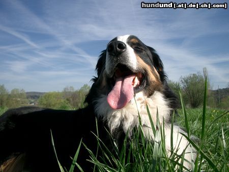 Berner Sennenhund Hunde Foto 10803 Berner Sennenhund Max und seine Frühjahrsmüdigkeit..