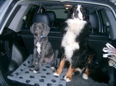 Berner Sennenhund Hunde Foto 43043 in höherer Auflösung ansehen Berner Sennenhund Ghandi und Ben