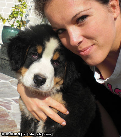 Berner Sennenhund \