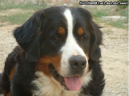 Berner Sennenhund Hunde Foto 7177 Berner Sennenhund