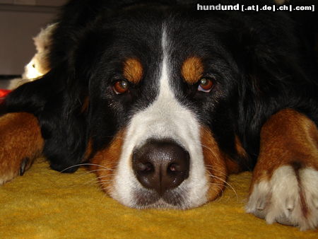 Berner Sennenhund Hunde Foto 26017 in höherer Auflösung ansehen Berner Sennenhund Bella