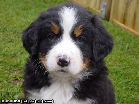 Berner Sennenhund Hunde Foto 6227 Berner Sennenhund Das ist Bienchen