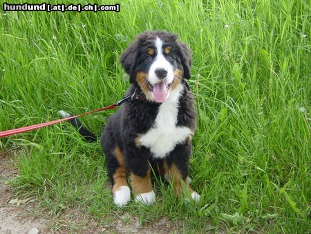 Berner Sennenhund Hunde Foto 6219 Berner Sennenhund Das ist Bienchen