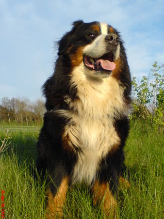 Berner Sennenhund Hunde Foto 31473 in höherer Auflösung ansehen Berner Sennenhund Angelo in der Frühlingsabendsonne