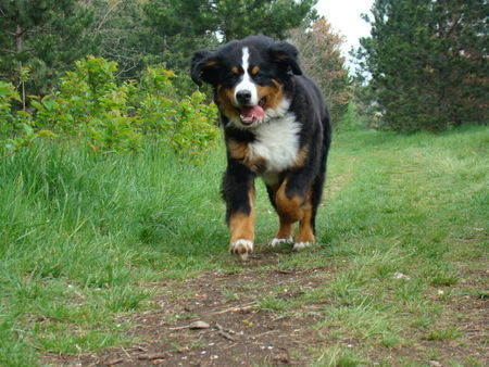 Berner Sennenhund Hunde Foto 42103 in höherer Auflösung ansehen Berner Sennenhund .....Benn und der Sprung über den Bach...