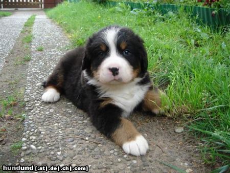 Berner Sennenhund vom Adlerhorst