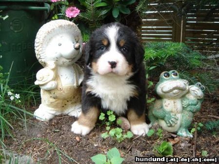 Berner Sennenhund Hunde Foto 22108 Berner Sennenhund vom Adlerhorst