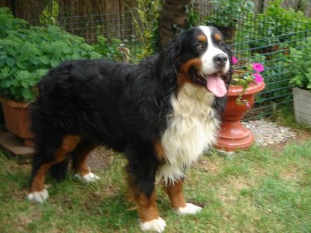 Berner Sennenhund Hunde Foto 34999 Berner Sennenhund Berner Sennen Rüde Ted