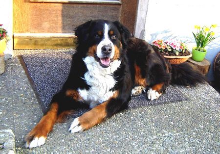 Berner Sennenhund Hunde Foto 37411 in höherer Auflösung ansehen Berner Sennenhund ROMEO v. ORSANKA