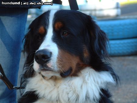 Berner Sennenhund Hunde Foto 6703 Berner Sennenhund Eddie