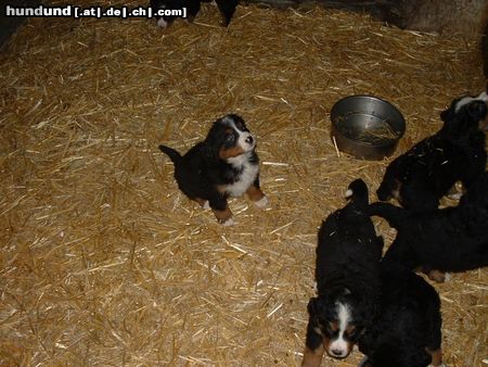 Berner Sennenhund Hunde Foto 10811 Berner Sennenhund Rasko ca. 6 Wochen