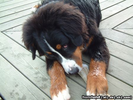 Berner Sennenhund Hunde Foto 5640 Berner Sennenhund MEINER !