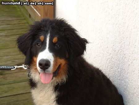 Berner Sennenhund Hunde Foto 3102 Berner Sennenhund Ben, 5 Monate