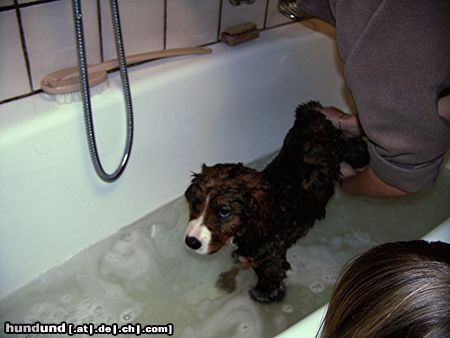 Berner Sennenhund Hunde Foto 8950 Berner Sennenhund kam vom Bauernhof in mein neues Heim,sah aus wie ein Schwein und mußte gleich in die Badewanne hinein.