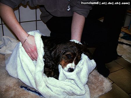 Berner Sennenhund Hunde Foto 8951 Berner Sennenhund und nun schlafe ich gleich ein