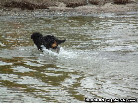 Berner Sennenhund Hunde Foto 5639 Berner Sennenhund Jetzt aber raus hier !
