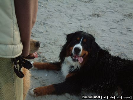 Berner Sennenhund Hunde Foto 6701 Berner Sennenhund Ben