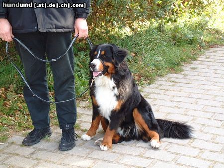 Berner Sennenhund Hunde Foto 6702 Berner Sennenhund Ben